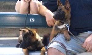 K-9 Crime Stoppers Joe and Ben take in a Rock Cats Game at Bark in the Park